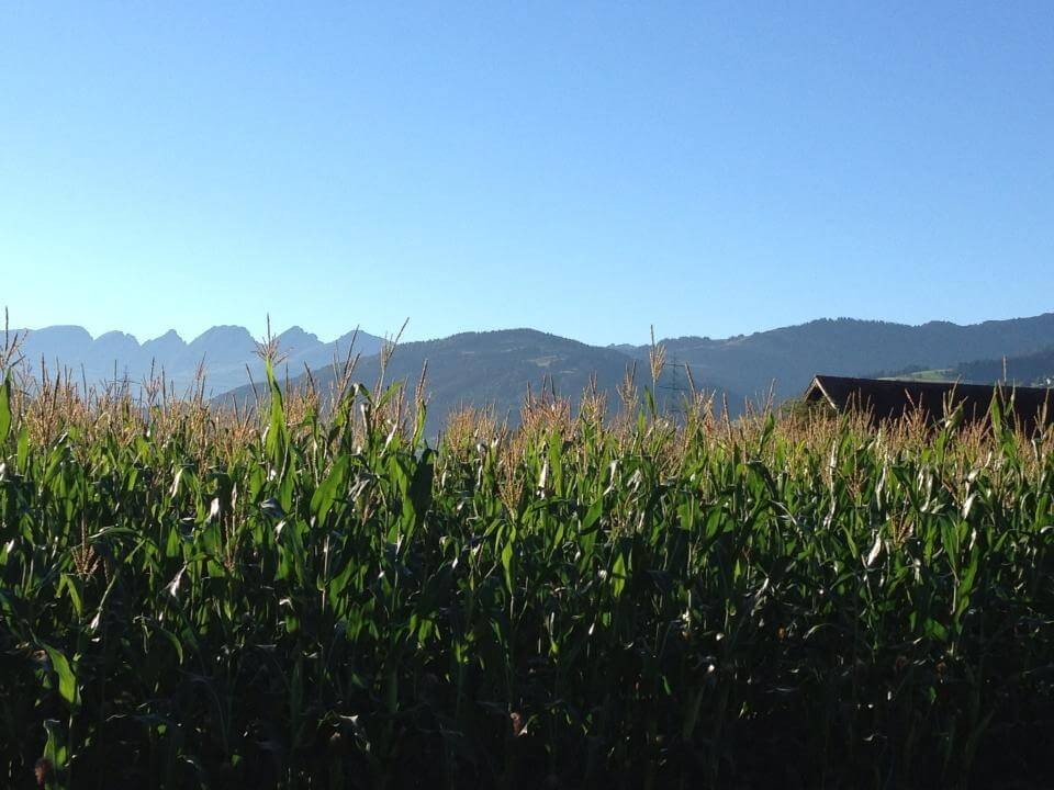 Toggenburg Chrufirsten