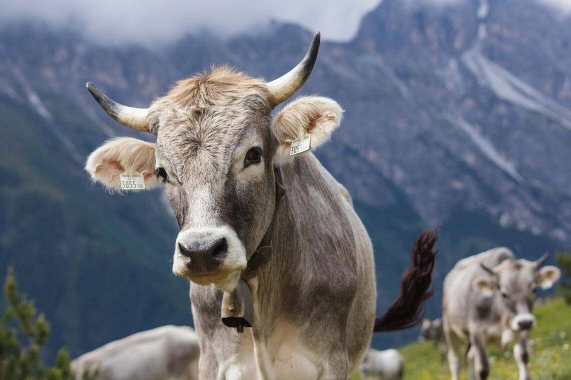 Toggenburg cow